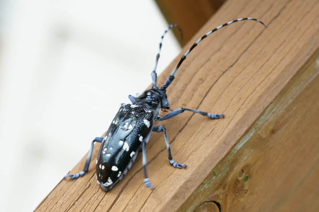 Asian long-horned beetle