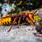 Hornet