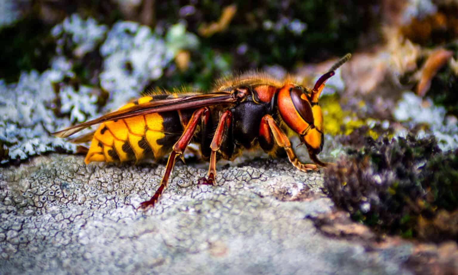 Discover 14 Types of Wasps in Texas AZ Animals