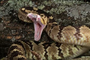 Which National Park Has The Most Snakes In The United States? Picture