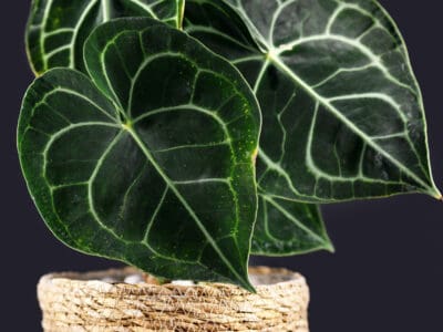 A Anthurium Crystallinum vs Clarinervium: Is There a Difference?