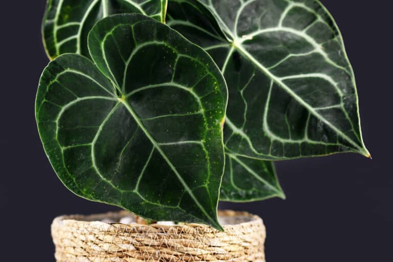 Anthurium Clarinervium closeup