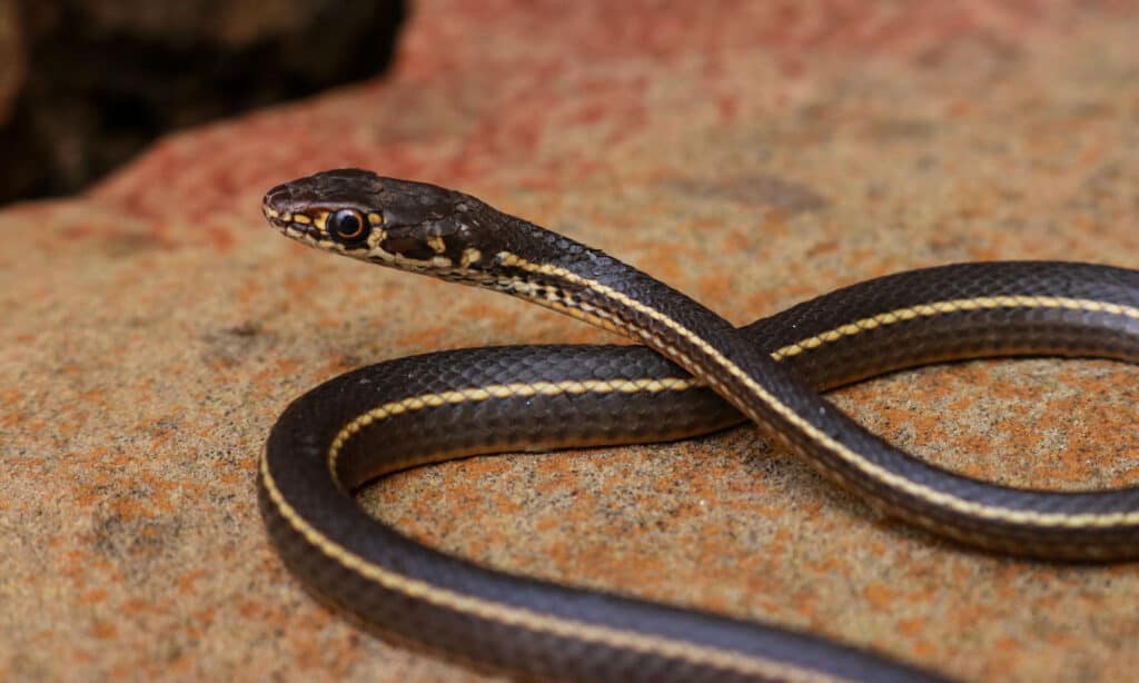 Striped Racer