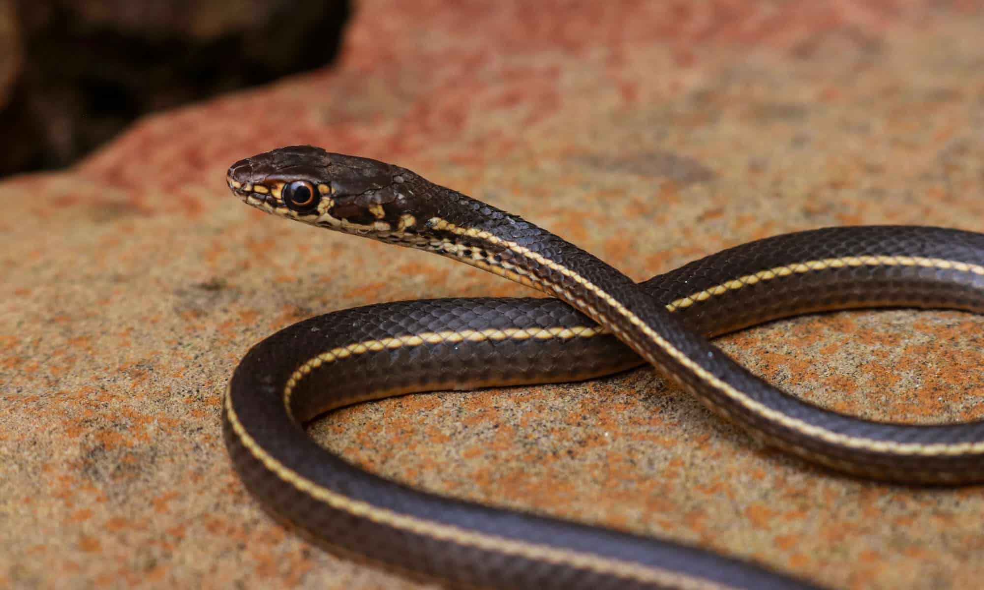 Discover the Largest Striped Racer Ever Recorded - A-Z Animals