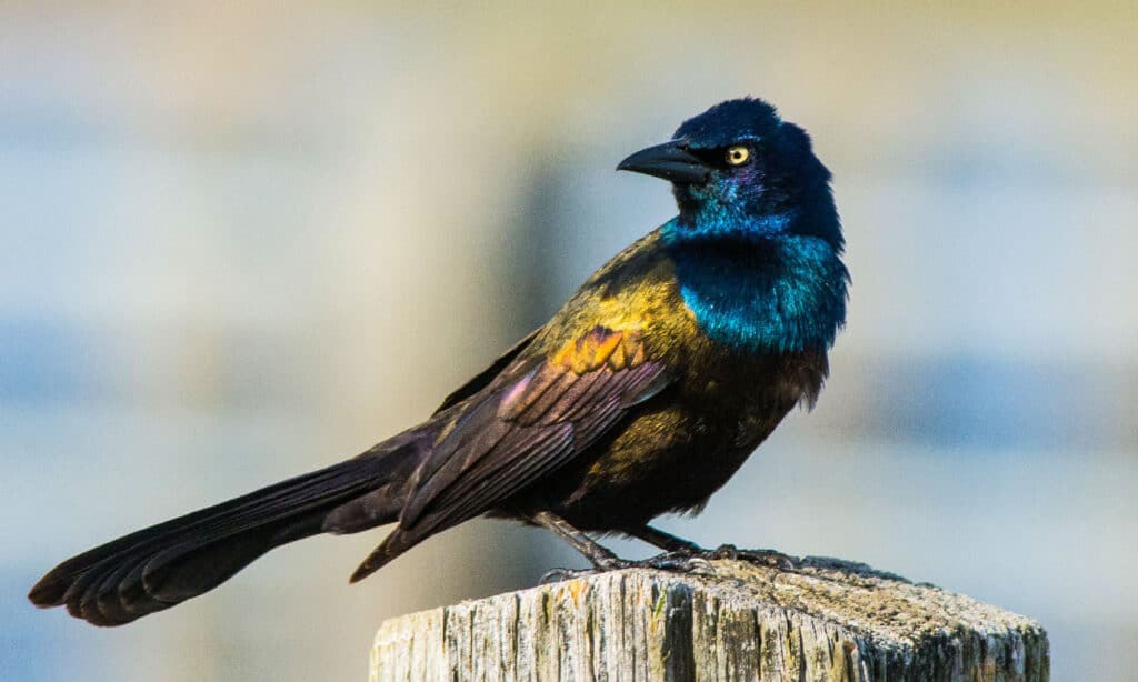 Common Grackle