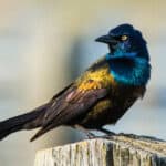 Common Grackle