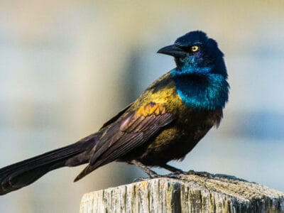 Common Grackle Picture