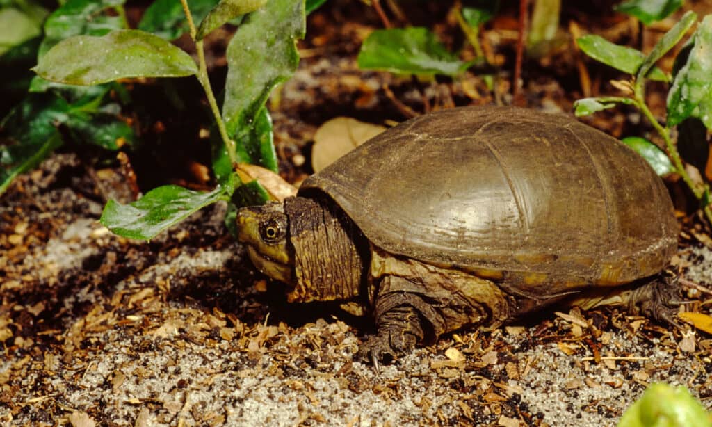 Oriental mud turtle