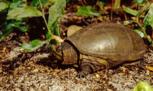 10 Types of Turtles in Virginia Picture