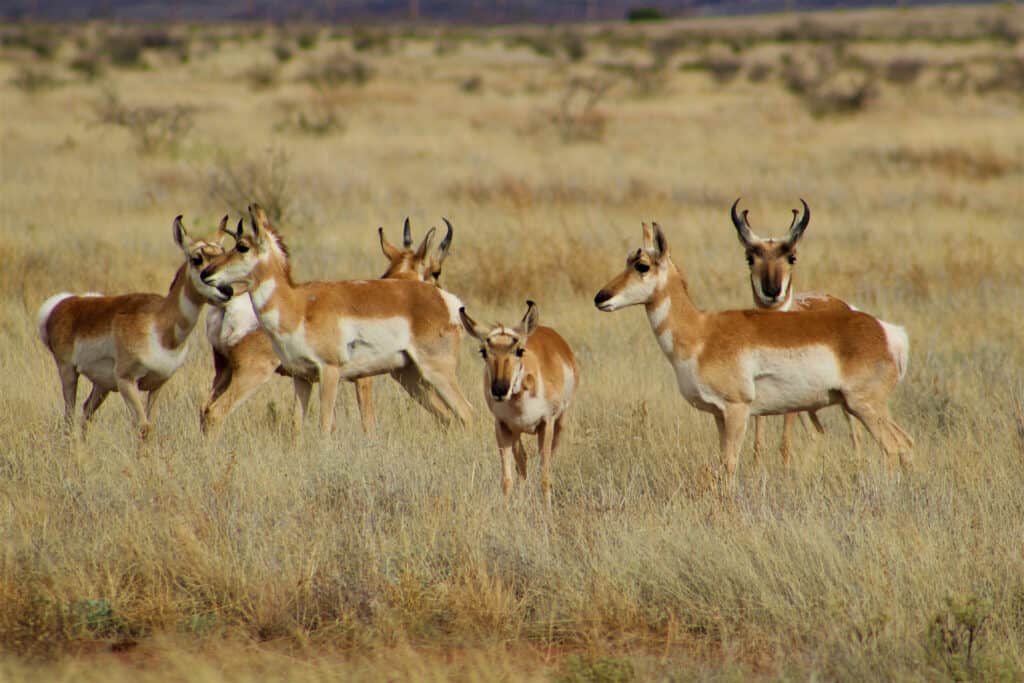 A herd of pronghorns in their natural habitat. The trophy for the largest pronghorn ever caught in Montana is owned by Cabela's, Inc.