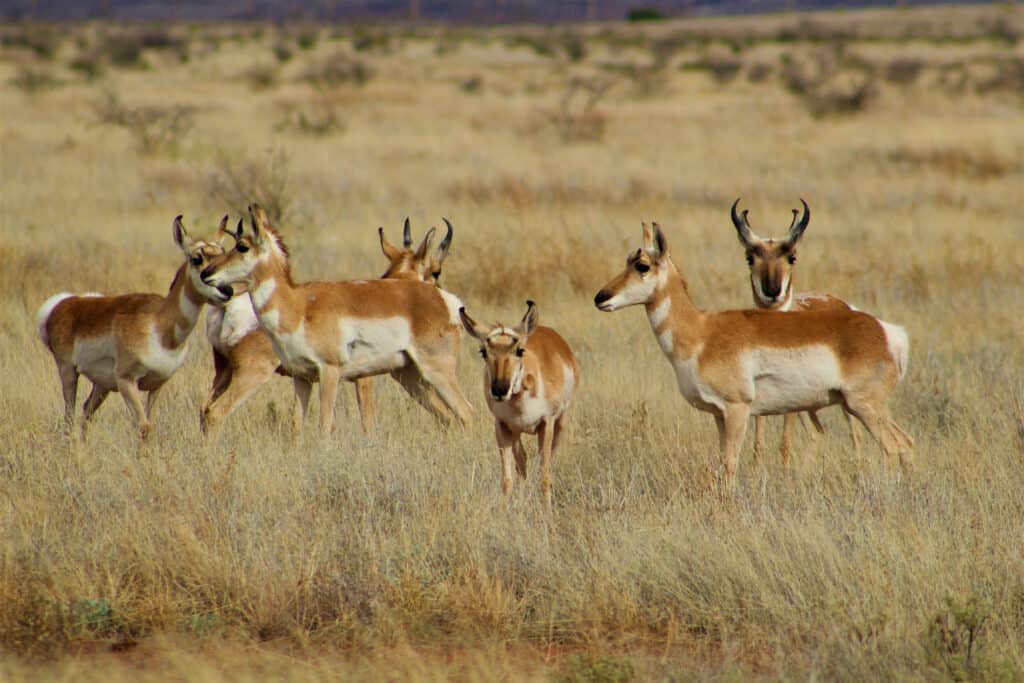 Herd of Pronghorns