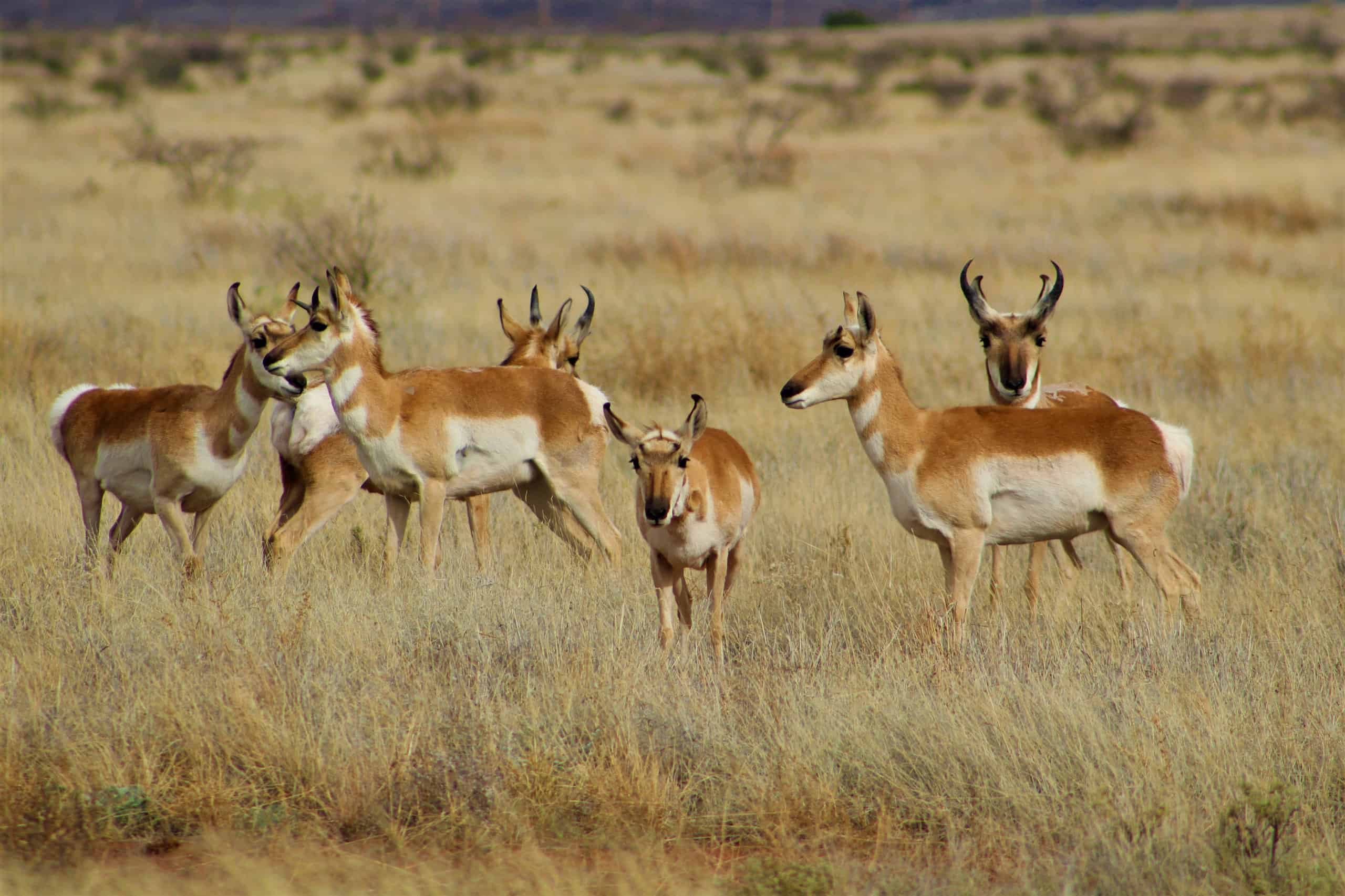 World Record Pronghorn Antelope