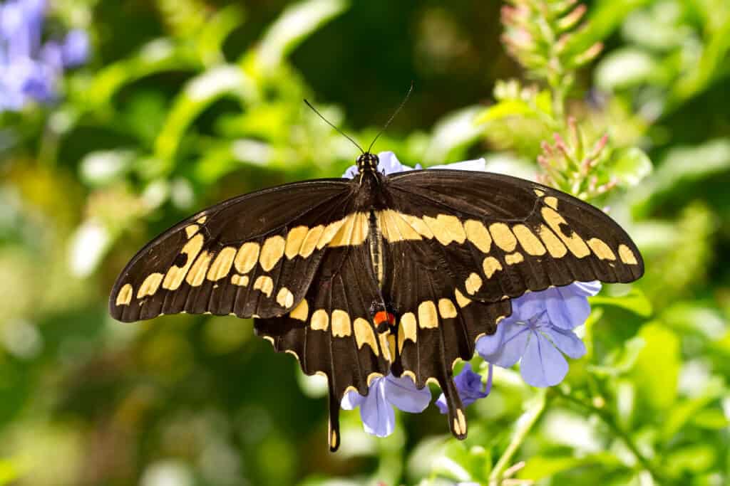 The giant swallowtail butterfly is one of the largest animals in North Dakota.