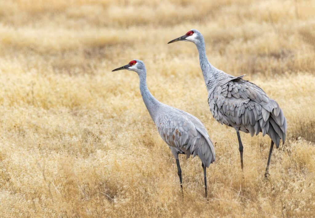 two sandhill cranes