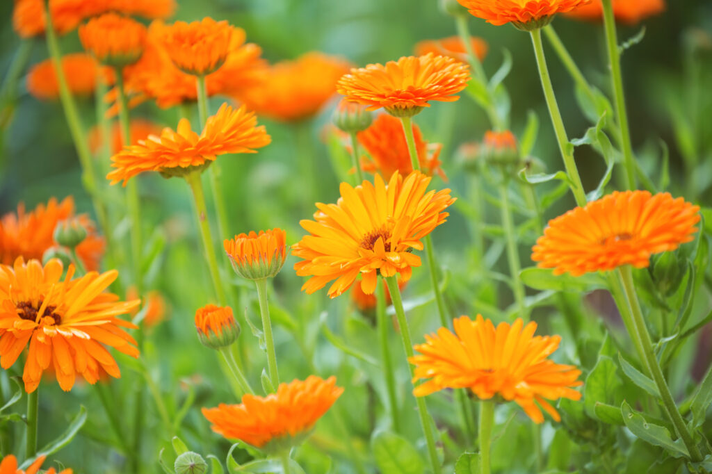 calendula plant with orange flowers