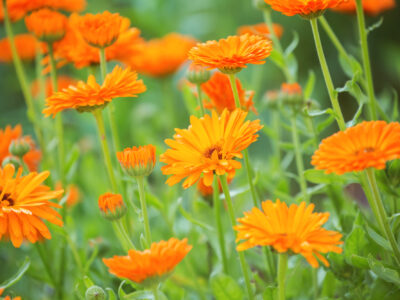 A Calendula vs Marigold: Is There a Difference?