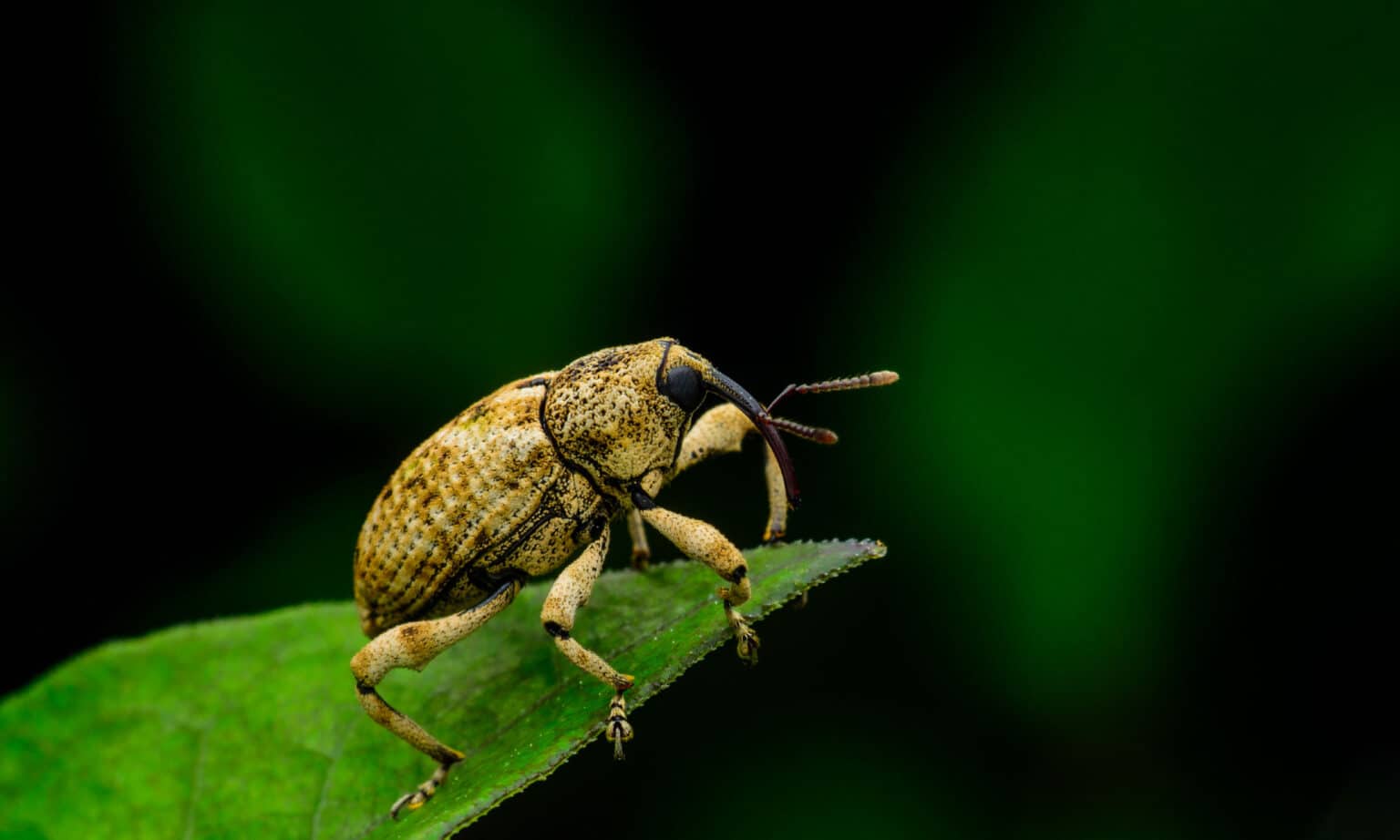 What Do Weevils Eat? AZ Animals