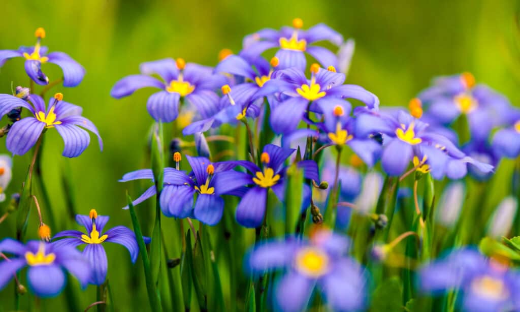 Blue-eyed Grass growing wild in Texas.