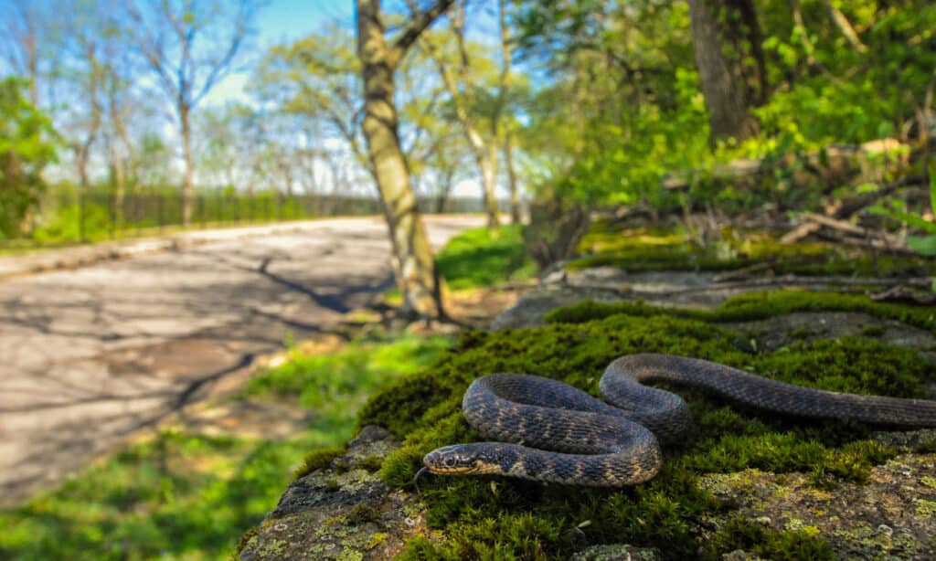 Kirtland’s snake