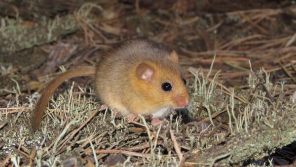 10 Cutest Rodents in the World - A-Z Animals