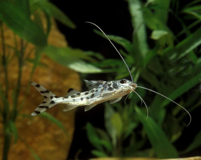 pictus catfish in a tank