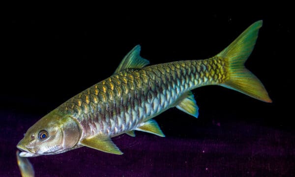 River Monsters: Discover the Largest Fish of the Ganges River - A-Z Animals