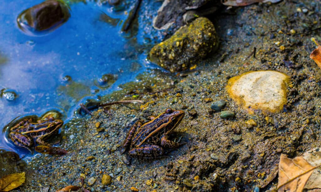 Pickerel Frog