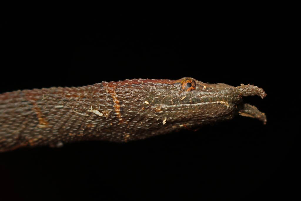 Rare Tentacled Snake (Erpeton tentaculatum) from Thailand swamp