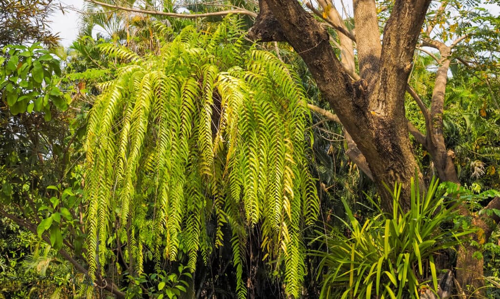 Tassel Fern