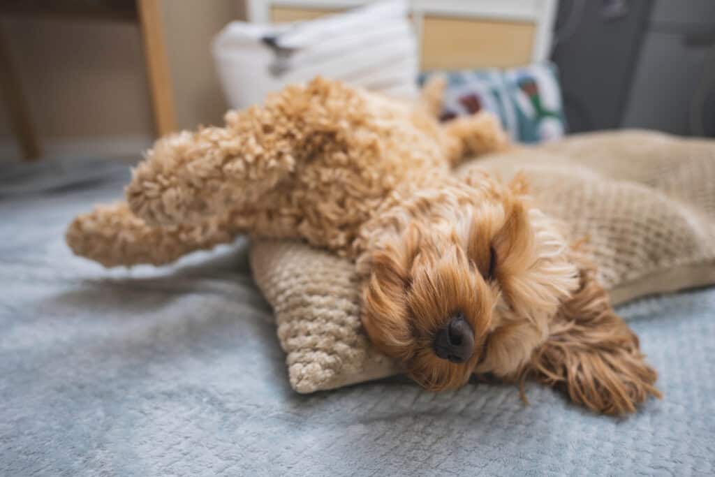 golden cockapoo