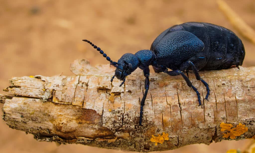 Oil Beetle