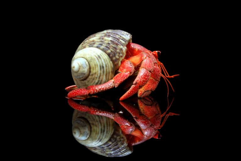 A strawberry hermit crab in profile against a black background