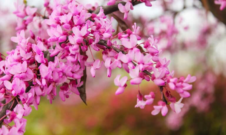 17 Gorgeous Flowering Trees in Texas - A-Z Animals