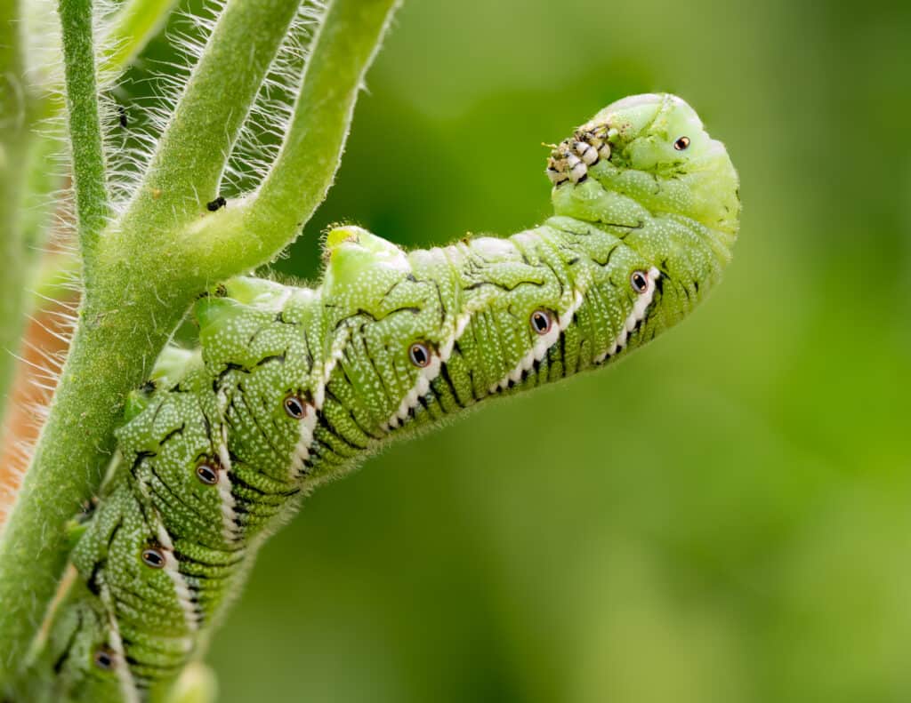 Hawk Moth Caterpillar Insect Facts - A-Z Animals