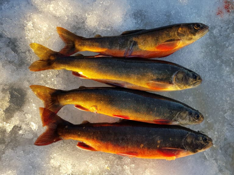 arctic char freshly caught laying on ice