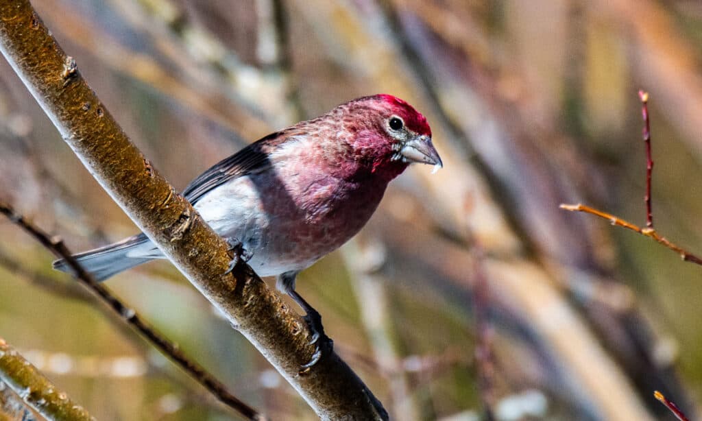 Cassin’s Finch (Haemorhous cassinii)