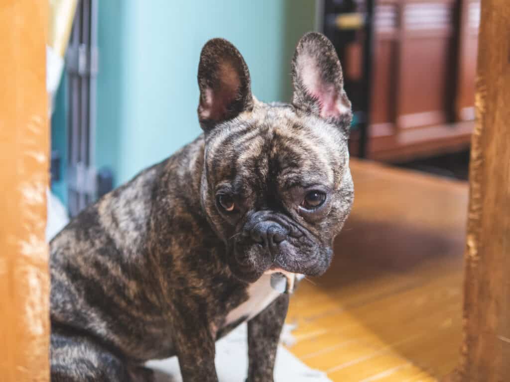 A young brindle French Bulldog