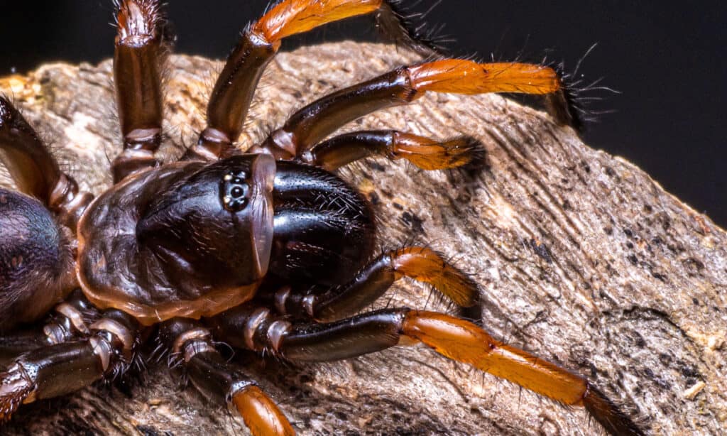 Trapdoor spider