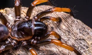 Trapdoor Spiders in Australia: Where They Live and What They Eat Picture
