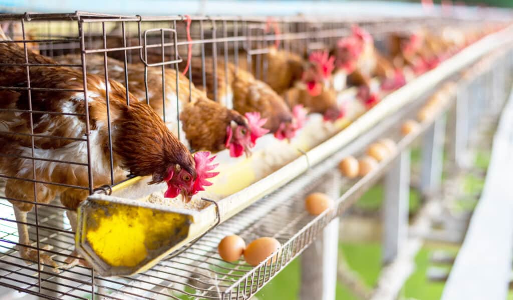 Hens Lined Up, Laying Eggs