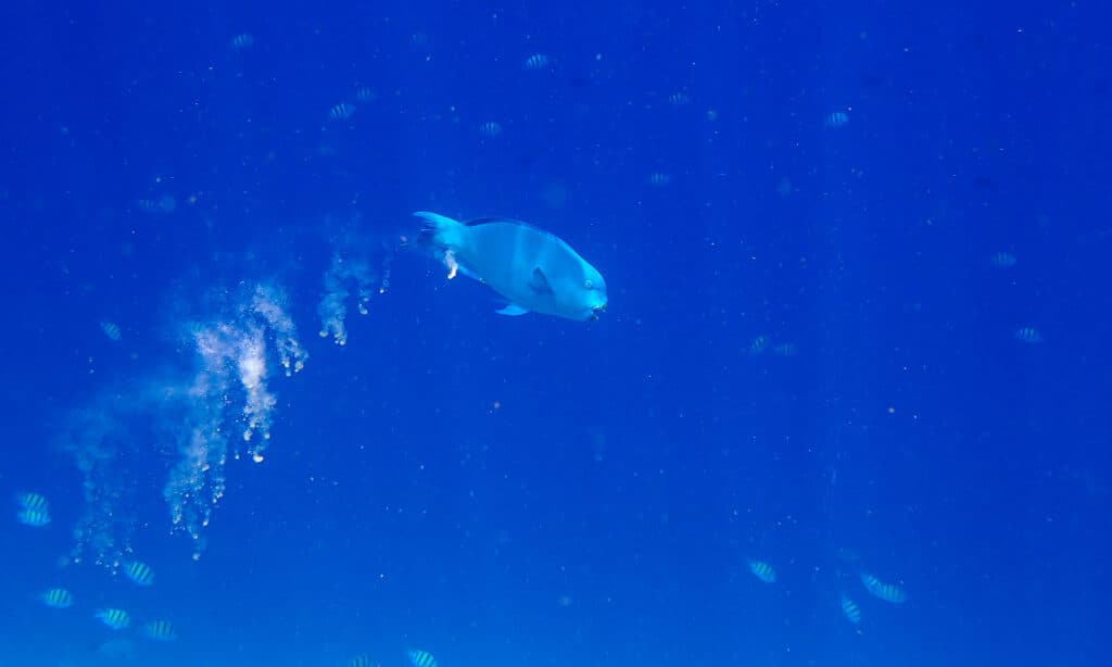 poop of parrotfish 