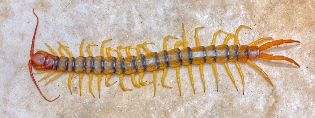 Giant Desert Centipede