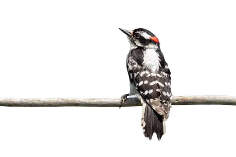 isolated downy woodpecker on a branch