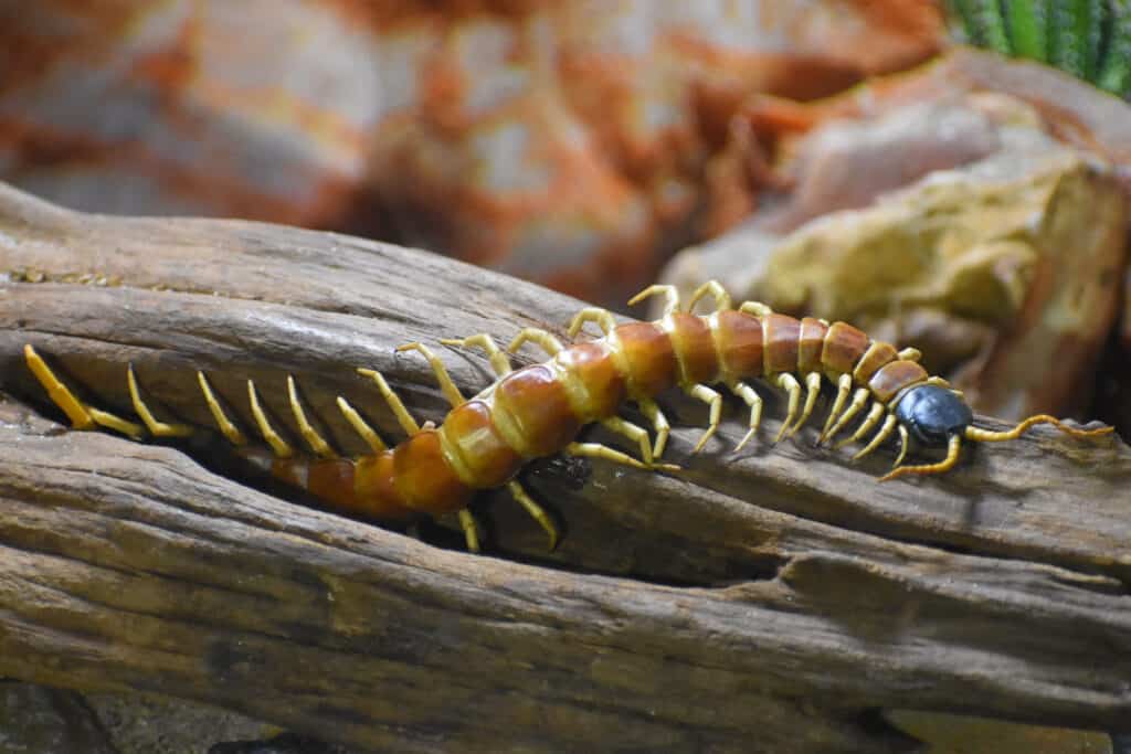 Giant desert centipede
