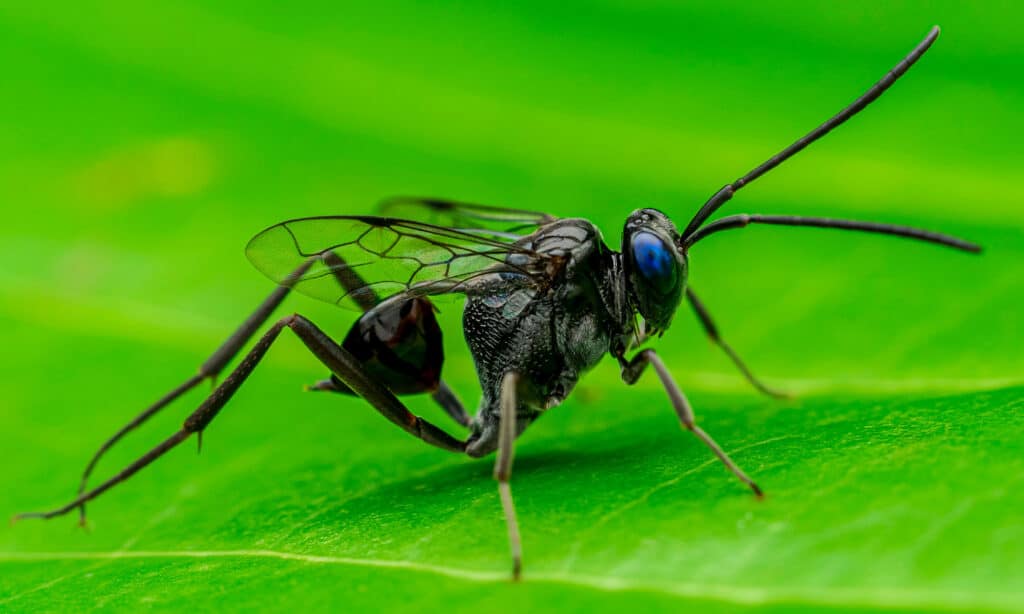 Evania appendigaster, also known as the blue-eyed ensign wasp