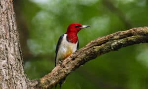 14 Woodpeckers in Texas: Pictures and ID Guide Picture