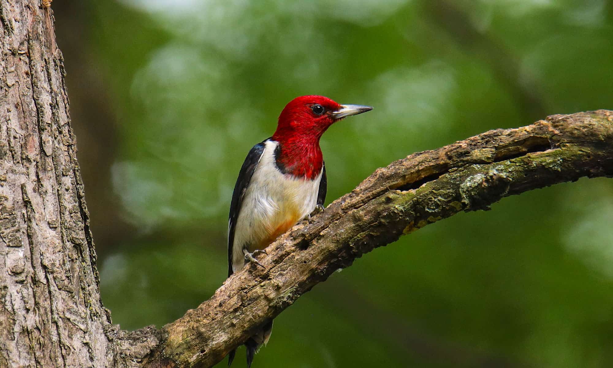 Red-headed Woodpecker