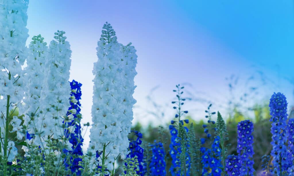 Candle Delphinium