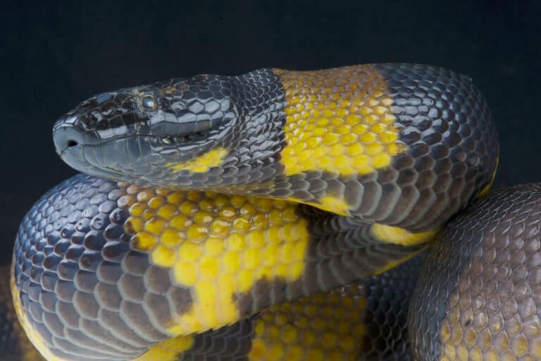 Bismark ringed python -- closeup of head