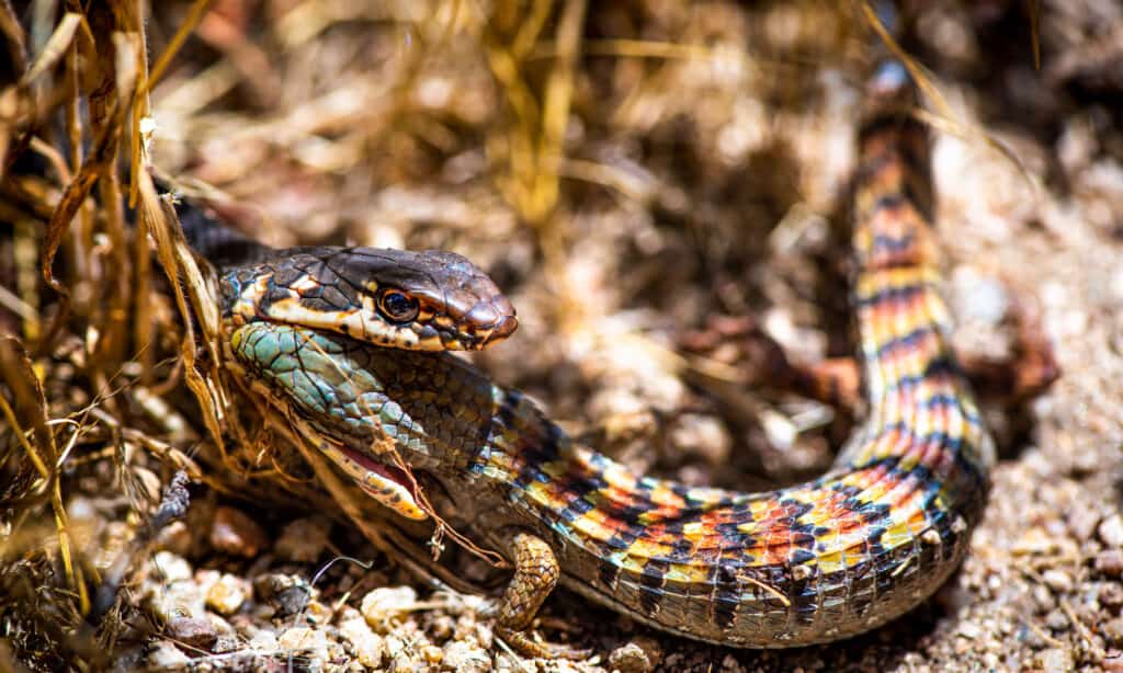 striped racer